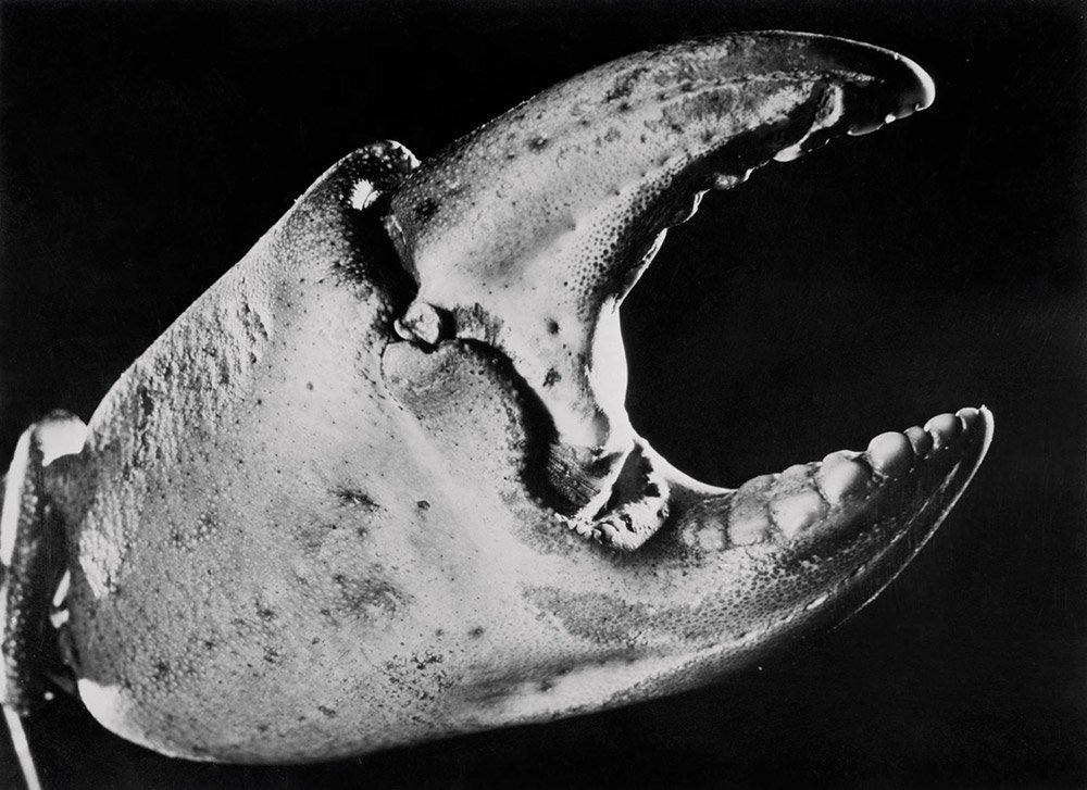 festival sous leau paineleve - crabe