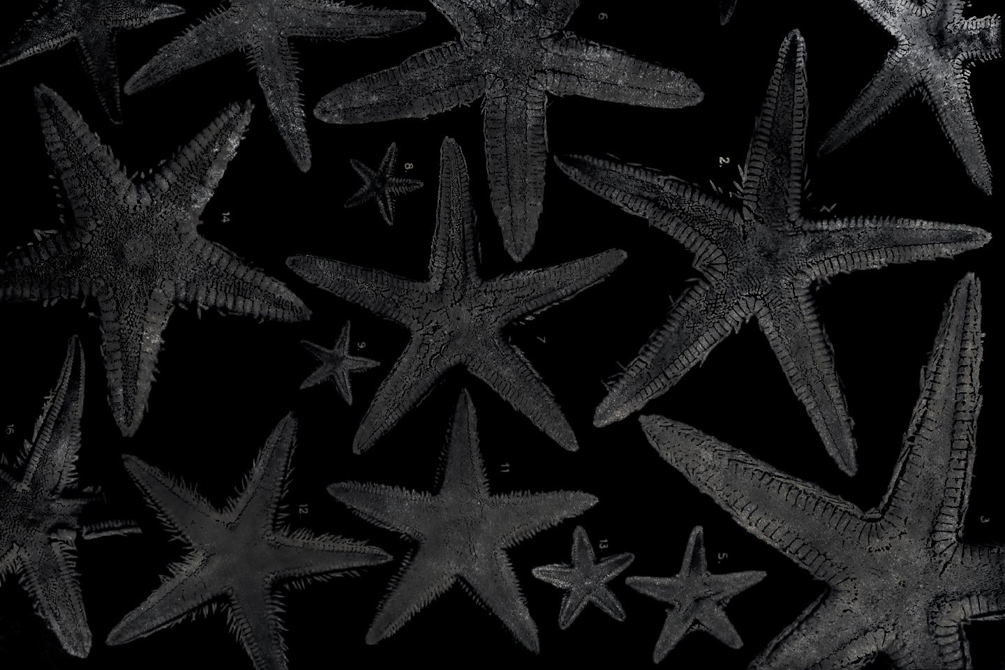 festival sous leau &eacute;toiles